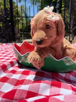 Shimmer, a female Goldendoodle for sale in San Bernardino, CA – 4 of 5