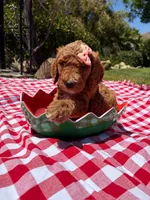Hibiscus Jr., a female Goldendoodle for sale in San Bernardino, CA – 6 of 6