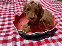 Shine, a female Goldendoodle for sale in San Bernardino, CA – 2 of 5