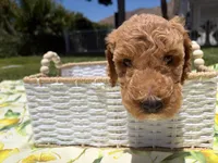Pickles, a male Goldendoodle for sale in San Bernardino, CA – 2 of 5