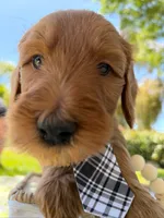 Dewey, a male Goldendoodle for sale in San Bernardino, CA – 4 of 5