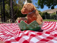 Peanut, a female Goldendoodle for sale in San Bernardino, CA – 4 of 6