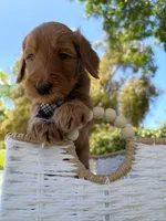 Dewey, a male Goldendoodle for sale in San Bernardino, CA – 3 of 5
