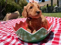 Shine, a female Goldendoodle for sale in San Bernardino, CA – 5 of 5