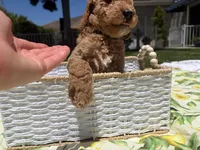 Pickles, a male Goldendoodle for sale in San Bernardino, CA – 3 of 5