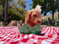Peanut, a female Goldendoodle for sale in San Bernardino, CA – 3 of 6