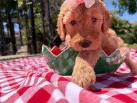 Blossom, a female Goldendoodle for sale in San Bernardino, CA – 5 of 5