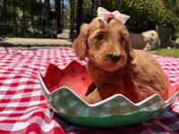 Shine, a female Goldendoodle for sale in San Bernardino, CA – 3 of 5
