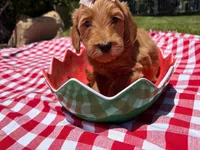 Shine, a female Goldendoodle for sale in San Bernardino, CA – 4 of 5