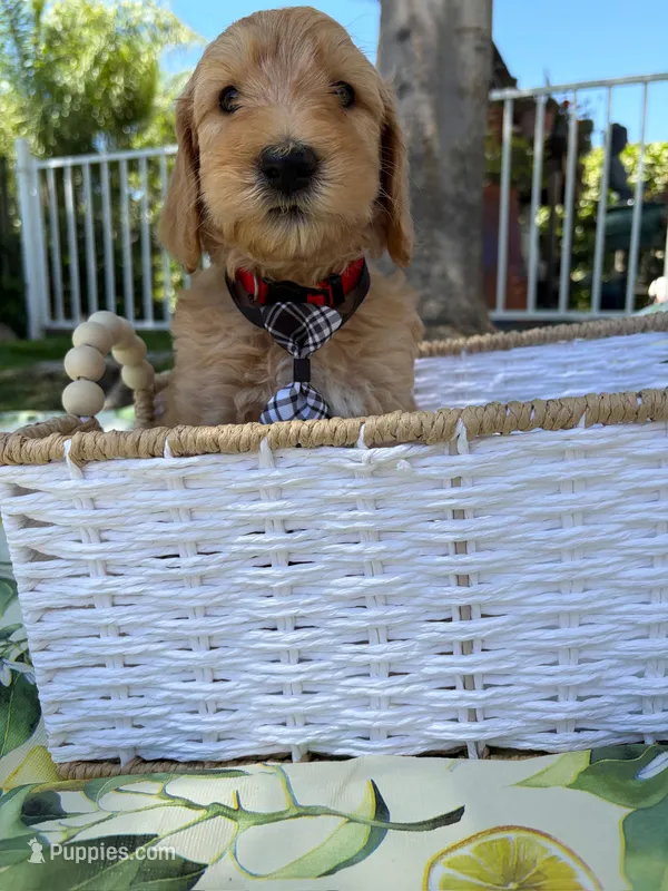Ollie – Goldendoodle puppy for sale in San Bernardino, CA