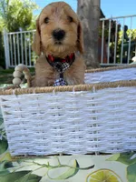Ollie, a male Goldendoodle for sale in San Bernardino, CA – 1 of 5