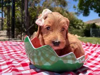 Pearl, a female Goldendoodle for sale in San Bernardino, CA – 5 of 5