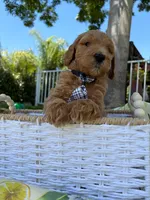 Potato , a male Goldendoodle for sale in San Bernardino, CA – 4 of 6