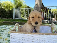 Chowder Jr., a male Goldendoodle for sale in San Bernardino, CA – 5 of 6