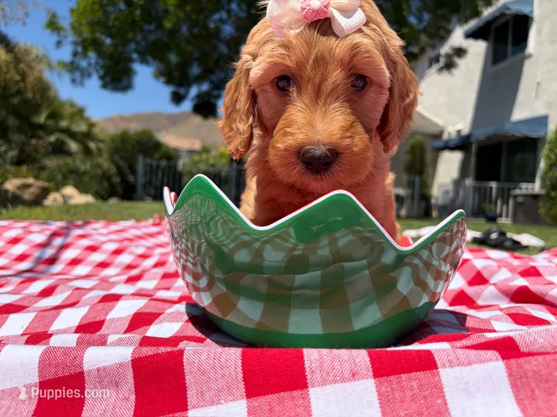 Blossom – Goldendoodle puppy for sale in San Bernardino, CA