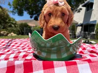 Blossom, a female Goldendoodle for sale in San Bernardino, CA – 1 of 5