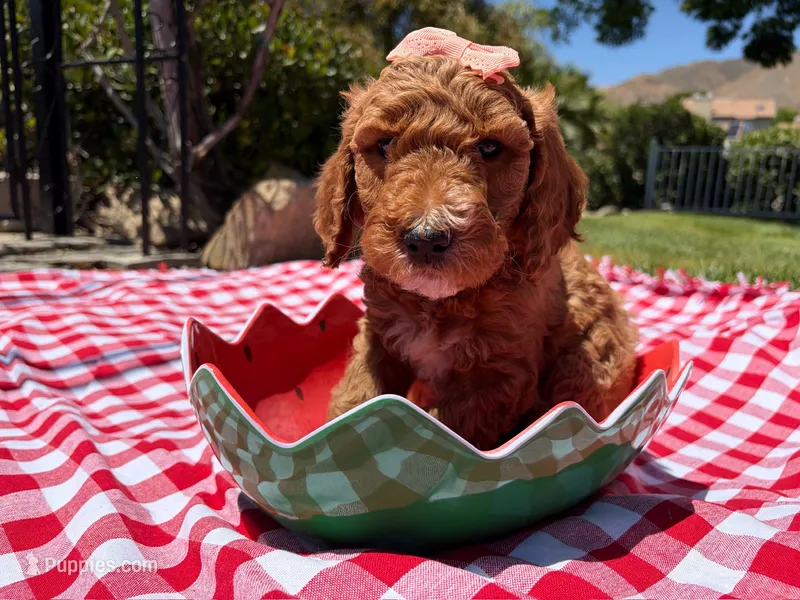 Hibiscus Jr. – Goldendoodle puppy for sale in San Bernardino, CA