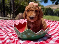 Hibiscus Jr., a female Goldendoodle for sale in San Bernardino, CA – 1 of 6