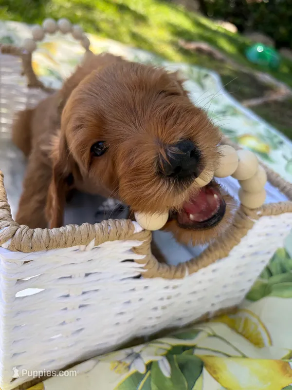 Dewey – Goldendoodle puppy for sale in San Bernardino, CA