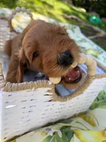 Dewey, a male Goldendoodle for sale in San Bernardino, CA – 1 of 5