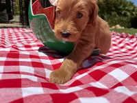 Pearl, a female Goldendoodle for sale in San Bernardino, CA – 3 of 5