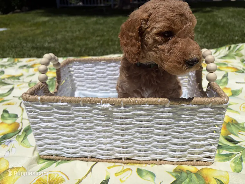Pickles – Goldendoodle puppy for sale in San Bernardino, CA