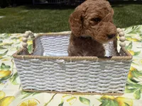 Pickles, a male Goldendoodle for sale in San Bernardino, CA – 1 of 5
