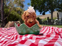 Peanut, a female Goldendoodle for sale in San Bernardino, CA – 5 of 6