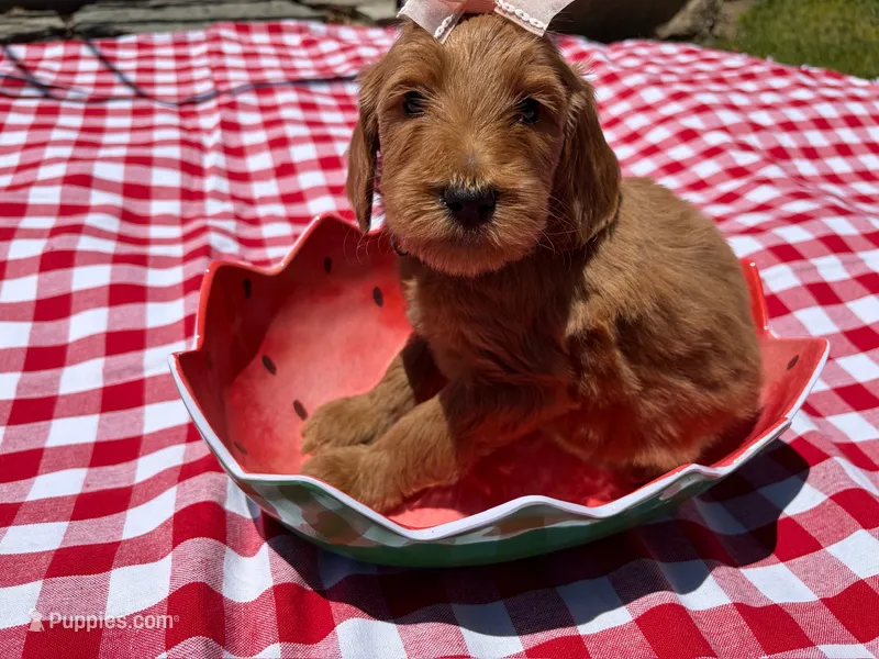 Shine – Goldendoodle puppy for sale in San Bernardino, CA