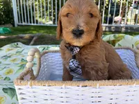 Potato , a male Goldendoodle for sale in San Bernardino, CA – 1 of 6
