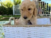 Chowder Jr., a male Goldendoodle for sale in San Bernardino, CA – 4 of 6
