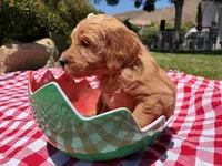 Pearl, a female Goldendoodle for sale in San Bernardino, CA – 2 of 5