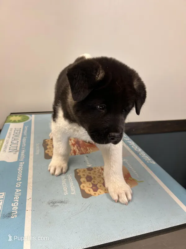 Phantom – Akita puppy for sale in Cape May Court House, NJ