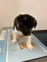 Phantom, a male Akita for sale in Cape May Court House, NJ – 1 of 2