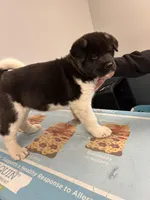 Phantom, a male Akita for sale in Cape May Court House, NJ – 2 of 2