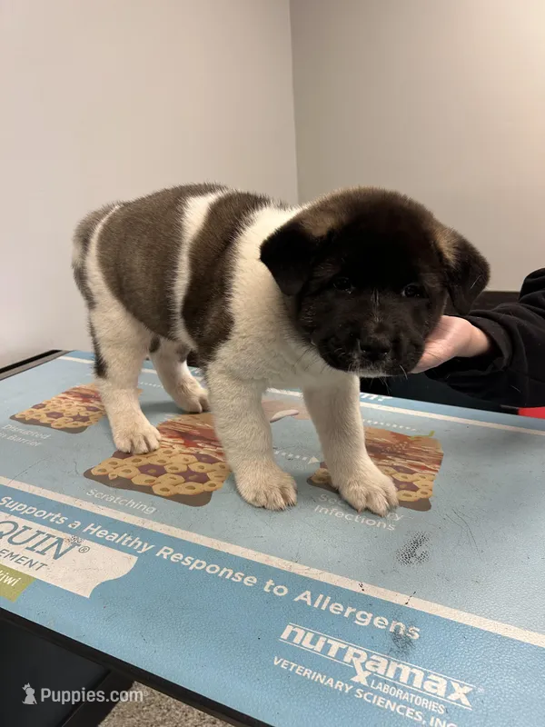 Caine – Akita puppy for sale in Cape May Court House, NJ