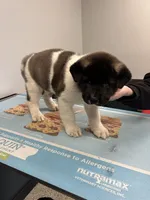 Caine, a male Akita for sale in Cape May Court House, NJ – 2 of 2