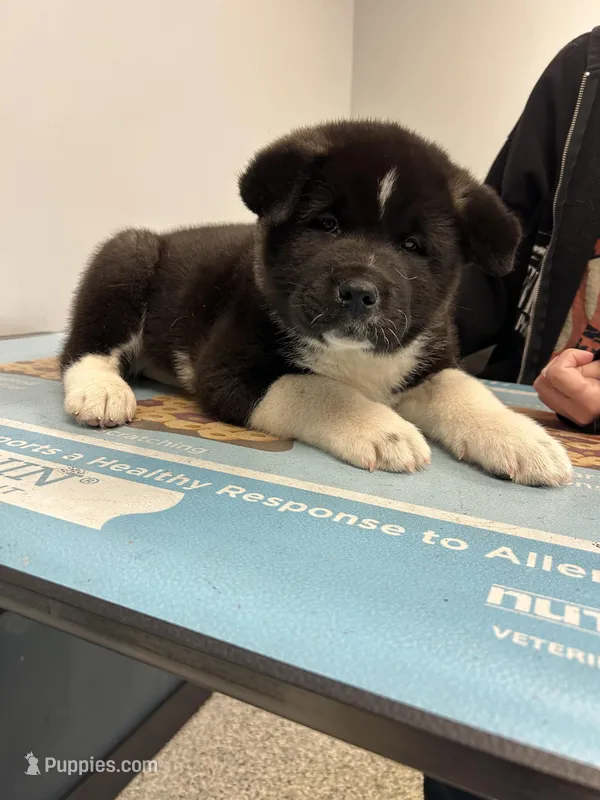 Spike – Akita puppy for sale in Cape May Court House, NJ