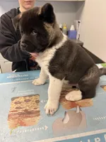 Halo, a male Akita for sale in Cape May Court House, NJ – 2 of 2