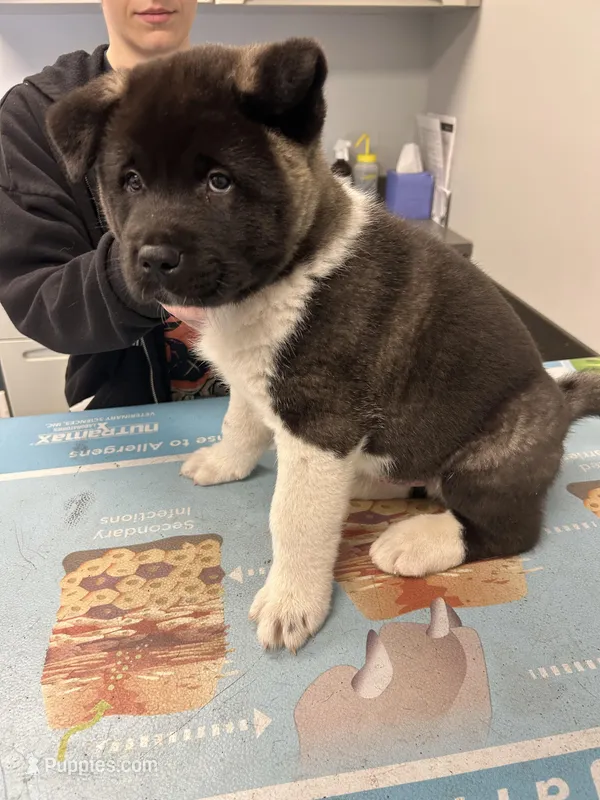 Halo – Akita puppy for sale in Cape May Court House, NJ