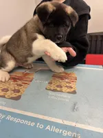 Bubble, a male Akita for sale in Cape May Court House, NJ – 2 of 2