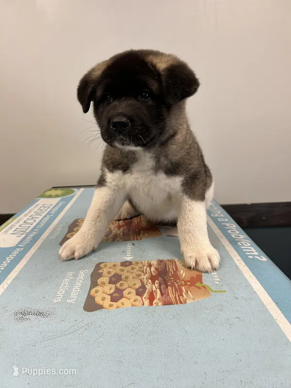 Bubble – Akita puppy for sale in Cape May Court House, NJ