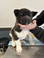 Angel, a female Akita for sale in Cape May Court House, NJ – 1 of 1