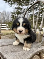 Rusty, a male Bernese Mountain Dog for sale in Federalsburg, MD – Photo 2 of 2
