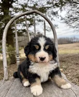 Rusty, a male Bernese Mountain Dog for sale in Federalsburg, MD – Photo 1 of 2