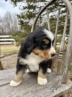 Raine, a female Bernese Mountain Dog for sale in Federalsburg, MD – Photo 4 of 4
