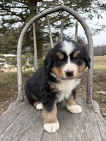 Raine, a female Bernese Mountain Dog for sale in Federalsburg, MD – Photo 3 of 4