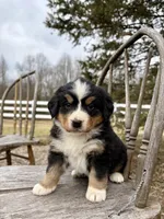 Raine, a female Bernese Mountain Dog for sale in Federalsburg, MD – Photo 2 of 4