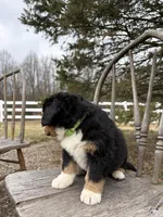Rio, a male Bernese Mountain Dog for sale in Federalsburg, MD – Photo 4 of 4
