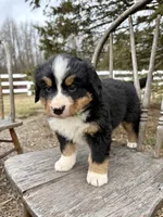 Rio, a male Bernese Mountain Dog for sale in Federalsburg, MD – Photo 3 of 4